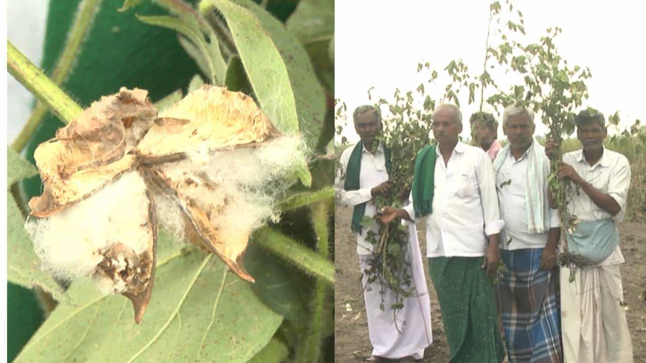 ಬಳ್ಳಾರಿ: ನಕಲಿ ಹತ್ತಿ ಬೀಜ ಬಿತ್ತಿ ಮೋಸ ಹೋದ ಅನ್ನದಾತರು; ಕೈಯಿಗೆ ಬಂದ ತುತ್ತು ಬಾಯಿಗೆ ಬರದಂತಾಗಿದೆ ರೈತರ ಪರಿಸ್ಥಿತಿ ಬಳ್ಳಾರಿ: ನಕಲಿ ಹತ್ತಿ ಬೀಜ ಬಿತ್ತಿ ಮೋಸ ಹೋದ ಅನ್ನದಾತರು; ಕೈಯಿಗೆ ಬಂದ ತುತ್ತು ಬಾಯಿಗೆ ಬರದಂತಾಗಿದೆ ರೈತರ ಪರಿಸ್ಥಿತಿ