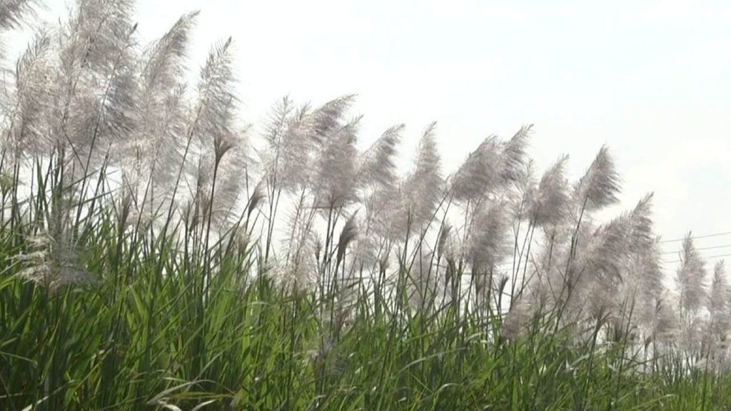 bagalakot sugar cane flower blossoms but farmers worried lot as it hinders sugarcane crop growth