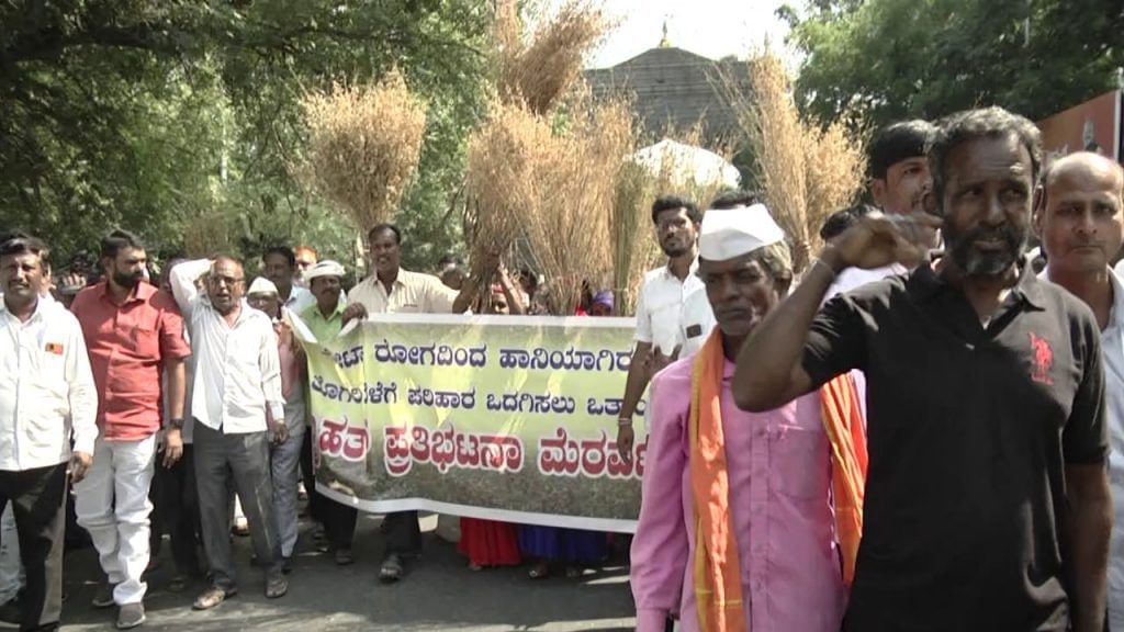 toor dal growers face uphill task as rains play havoc in kalaburagi district prices may go up