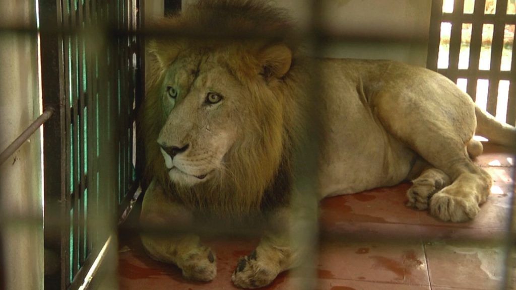 Two lions from madhya pradesh indore kamla nehru zoo make grand entry to Gadag Binkadakatti zoo