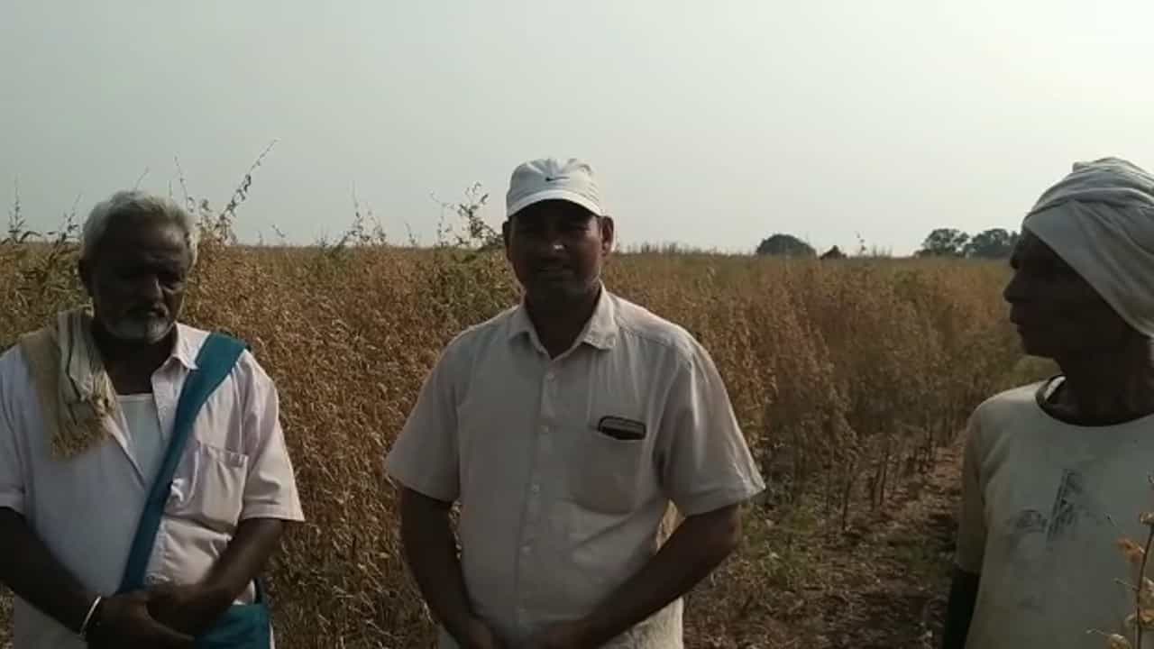 ಇದು ಮುಂದೆ ಬೆಲೆ ಏರುವುದರ ಮುನ್ಸೂಚನೆ: ಗೊಡ್ಡಾದ ತೊಗರಿ ಬೆಳೆ, ಒಣಗುತ್ತಿರೋ ಗಿಡಗಳು, ಬೆಳೆಗಾರರು ಕಂಗಾಲು