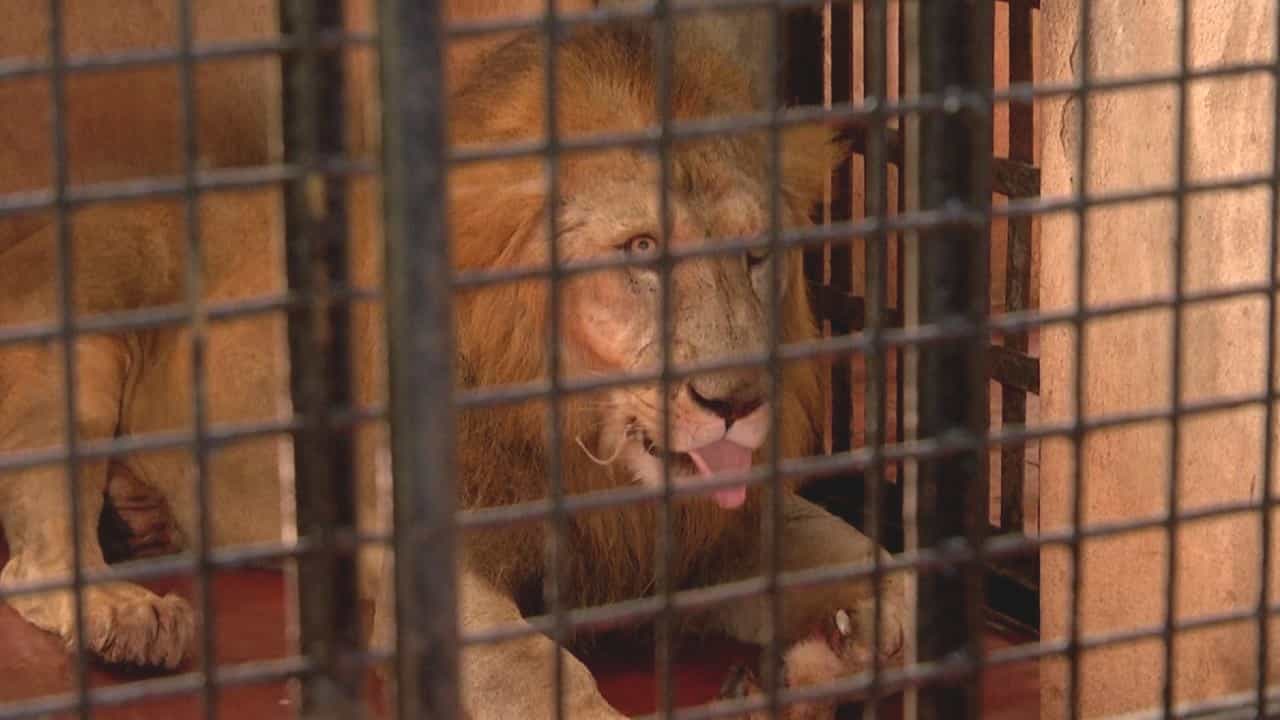 Binkadakatti Zoo: ಗದಗ ಬಿಂಕದಕಟ್ಟಿ ಝೂನಲ್ಲಿ ಹಬ್ಬದ ವಾತಾವರಣ: ದೂರದ ಇಂದೋರ್ ನಿಂದ ಬಂದವು 2 ಸಿಂಹಗಳು Binkadakatti Zoo: ಗದಗ ಬಿಂಕದಕಟ್ಟಿ ಝೂನಲ್ಲಿ ಹಬ್ಬದ ವಾತಾವರಣ: ದೂರದ ಇಂದೋರ್ ನಿಂದ ಬಂದವು 2 ಸಿಂಹಗಳು
