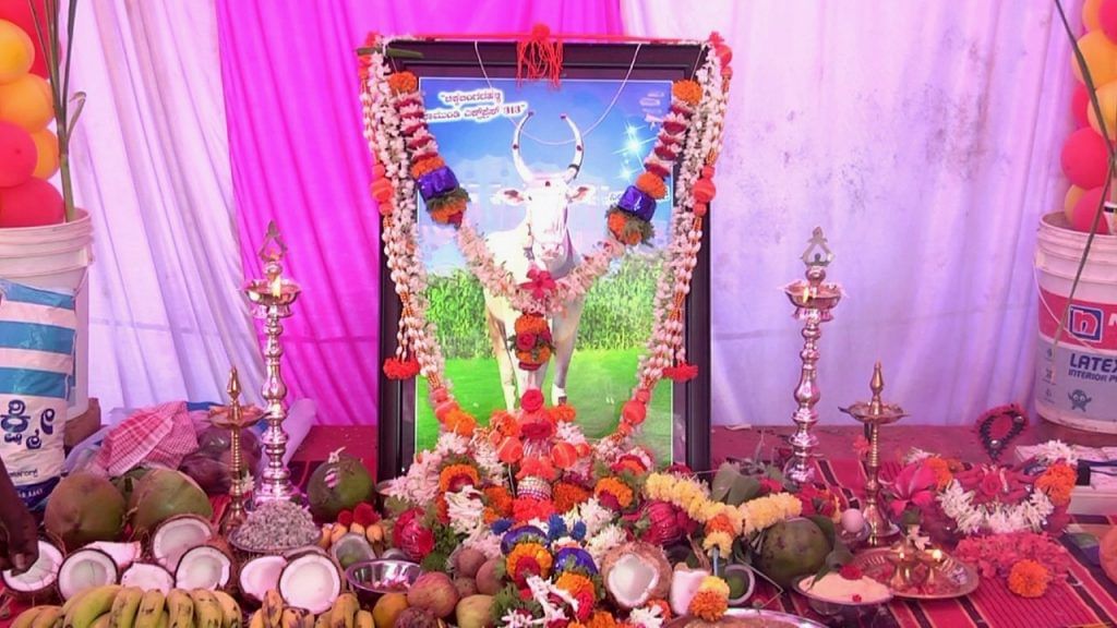 Haveri bullock chamundi express hori ceremony celebrated