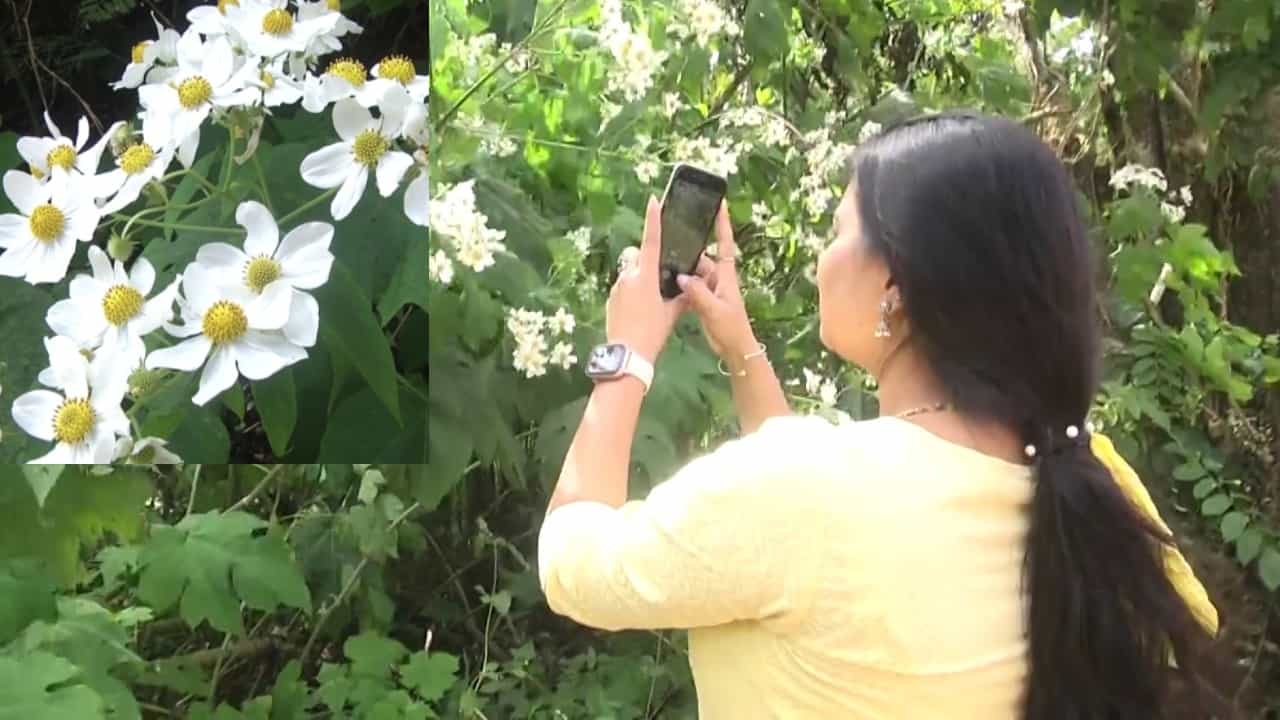 Kodagu: ಡಿಸೆಂಬರ್ ಮಂಜಿನಲ್ಲಿ ಕೊಡಗಿನಲ್ಲಿ ಅಪರೂಪದ ದೃಶ್ಯ ವೈಭವ! ಕಿರುನಗೆ ಬೀರುತಿದೆ ರಾಶಿ ರಾಶಿ ಹೂ! Kodagu: ಡಿಸೆಂಬರ್ ಮಂಜಿನಲ್ಲಿ ಕೊಡಗಿನಲ್ಲಿ ಅಪರೂಪದ ದೃಶ್ಯ ವೈಭವ! ಕಿರುನಗೆ ಬೀರುತಿದೆ ರಾಶಿ ರಾಶಿ ಹೂ!