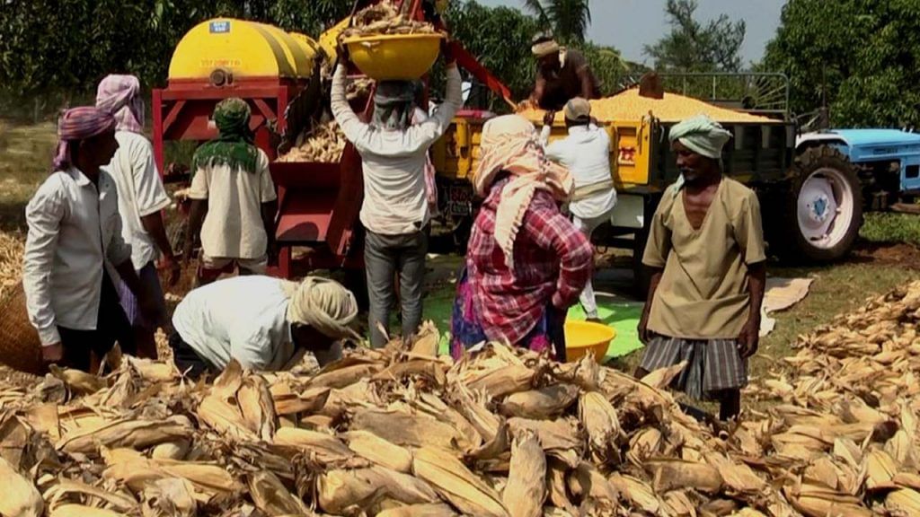 Maize crop Insurance dongling in Dharwad we are losers claim  farmers