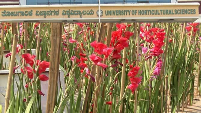 Floriculture exhibition: ಬಾಗಲಕೋಟೆ ತೋಟಗಾರಿಕೆ ವಿಶ್ವವಿದ್ಯಾಲಯದಲ್ಲಿ ಅರಳಿದ ಪುಷ್ಪಕೃಷಿ, ಬಗೆಬಗೆಯ ಪುಷ್ಪ ಚಿತ್ತಾರ ಕಣ್ತುಂಬಿಕೊಳ್ಳಿ