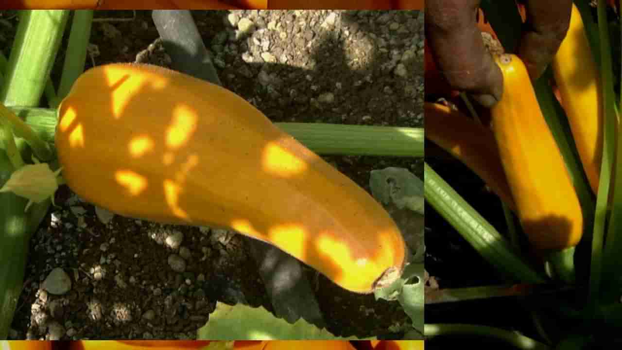 Zucchini: ಭಾಲ್ಕಿ ತಾಲೂಕಿನ ಈ ರೈತ ವಿದೇಶಿ ಜುಕೀನಿ ತರಕಾರಿ ಬೆಳೆಸಿ ಸ್ಥಳೀಯವಾಗಿ ಮಾದರಿಯಾಗಿದ್ದಾರೆ! ಏನಿವರ ಸಾಧನೆ?