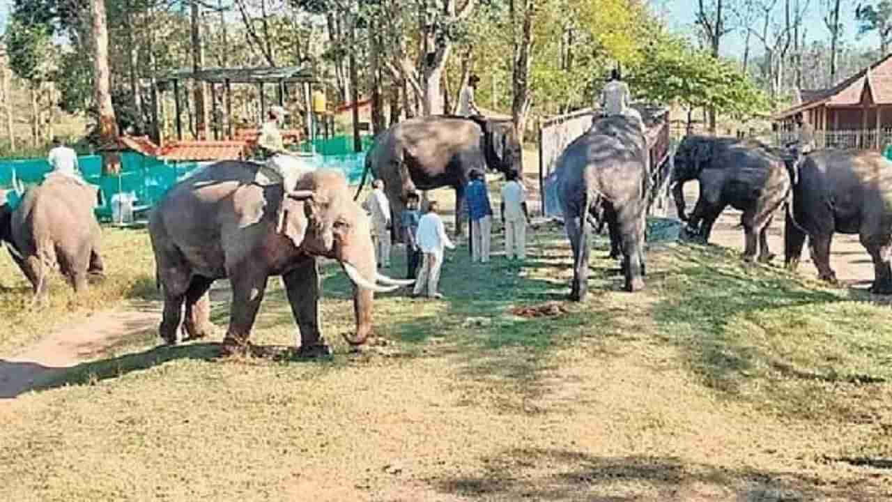 Dubare Elephant Camp: ಮಧ್ಯಪ್ರದೇಶಕ್ಕೆ ಹೊರಟ ದುಬಾರೆ ಆನೆ ಶಿಬಿರದಲ್ಲಿ ಪಳಗಿದ 5 ಆನೆಗಳು