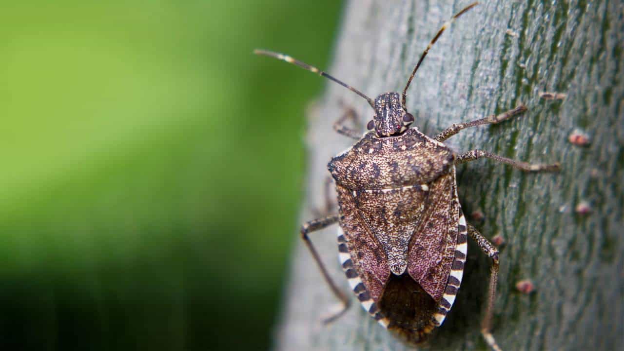 Brown Marmorated Stink Bug: ಈ ವಿಷಕಾರಿ ಕೀಟಗಳು ನಿಮ್ಮ ಮನೆಯಲ್ಲಿ ಕಾಣಿಸಿಕೊಂಡರೆ ಎಚ್ಚರ Brown Marmorated Stink Bug: ಈ ವಿಷಕಾರಿ ಕೀಟಗಳು ನಿಮ್ಮ ಮನೆಯಲ್ಲಿ ಕಾಣಿಸಿಕೊಂಡರೆ ಎಚ್ಚರ