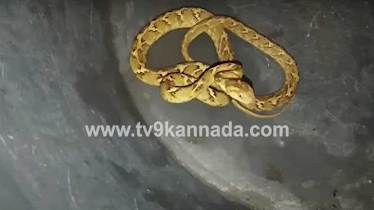 ತುಮಕೂರಿನ ಕೊರೆಟೆಗೆರೆ ಬಳಿ ವಿಭಿನ್ನ ಬಗೆಯ ಹಾವಿನ ರಕ್ಷಣೆ, ಸರೀಸೃಪಕ್ಕೆ ಬೆಕ್ಕಿನ ಕಣ್ಣುಗಳು!