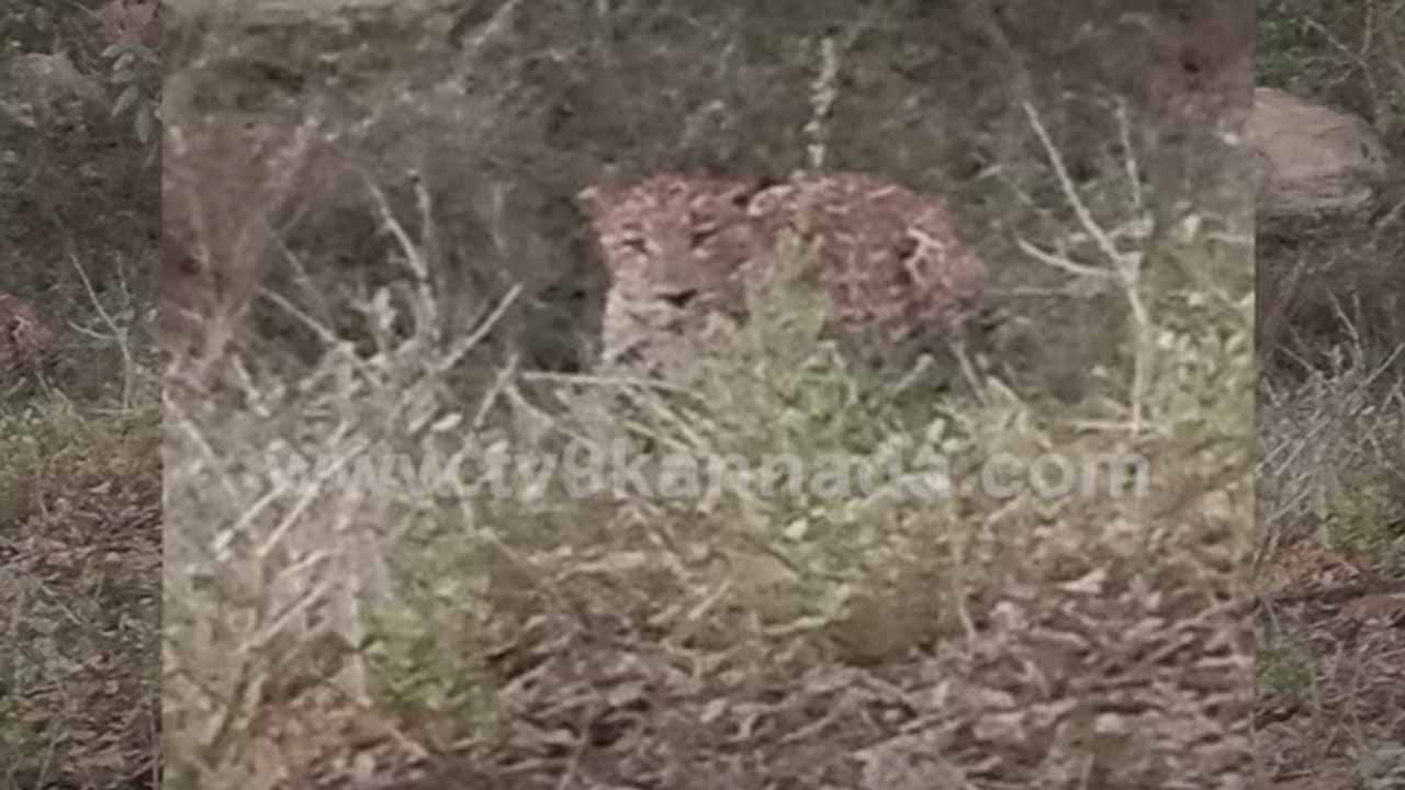 ಚಾಮರಾಜನಗರ: ಚಿರತೆಯನ್ನು ತೀರ ಹತ್ತಿರದಿಂದ ಮೊಬೈಲ್ ಫೋನಲ್ಲಿ ಸೆರೆಹಿಡಿದು ಹುಚ್ಚು ಸಾಹಸ ಪ್ರದರ್ಶಿಸಿದ ಕಾರು ಪ್ರಯಾಣಿಕರು!