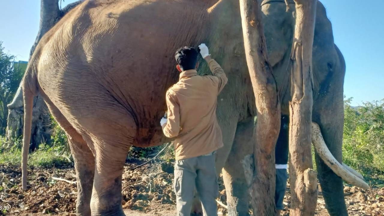 Dasara Elephant 