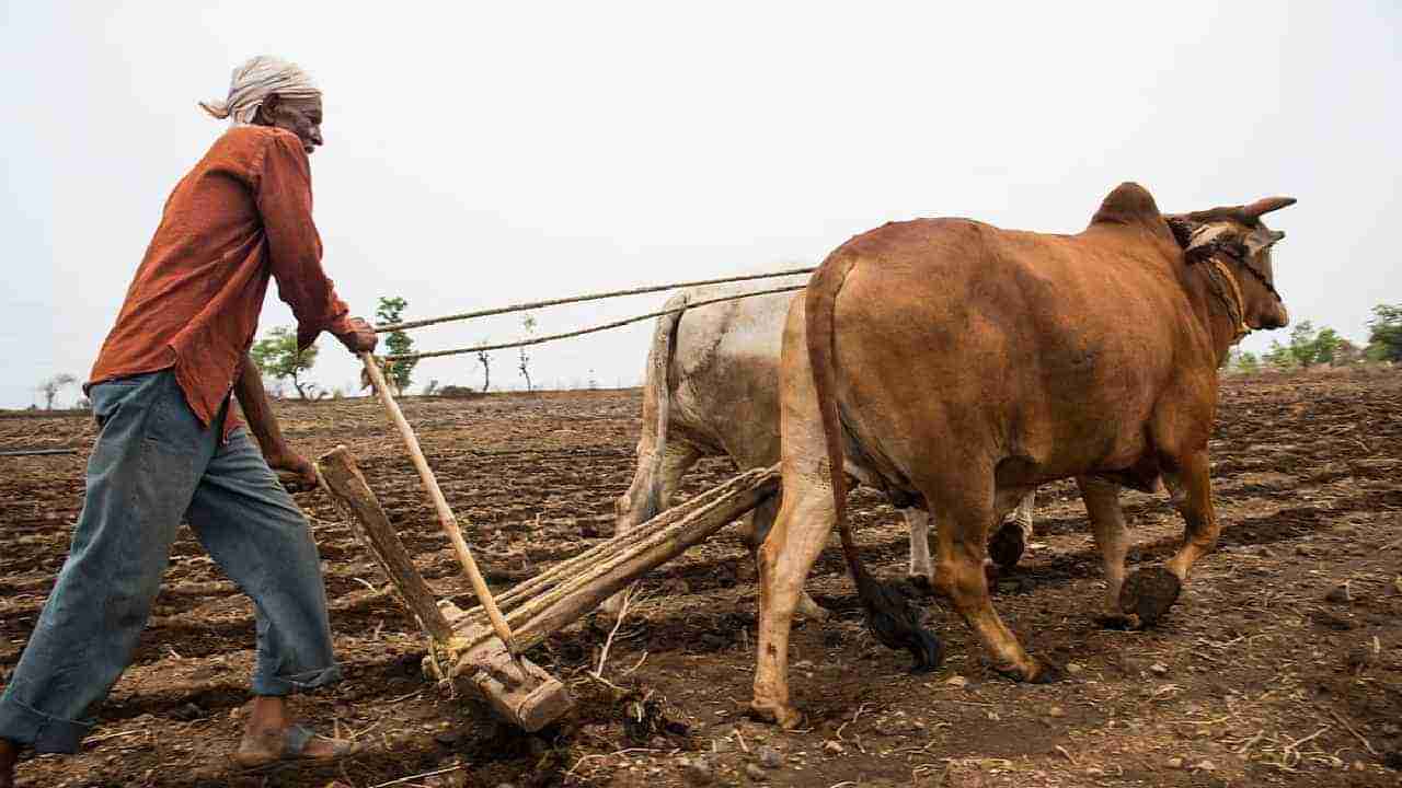 World Soil Day 2022: ಮಣ್ಣಿನ ಆರೋಗ್ಯ/ ಫಲವತ್ತತೆಯನ್ನು ಕಾಪಾಡಿಕೊಳ್ಳುವುದು ಮತ್ತು ಮುಂಜಾಗ್ರತಾ ಕ್ರಮ ಹೇಗೆ?