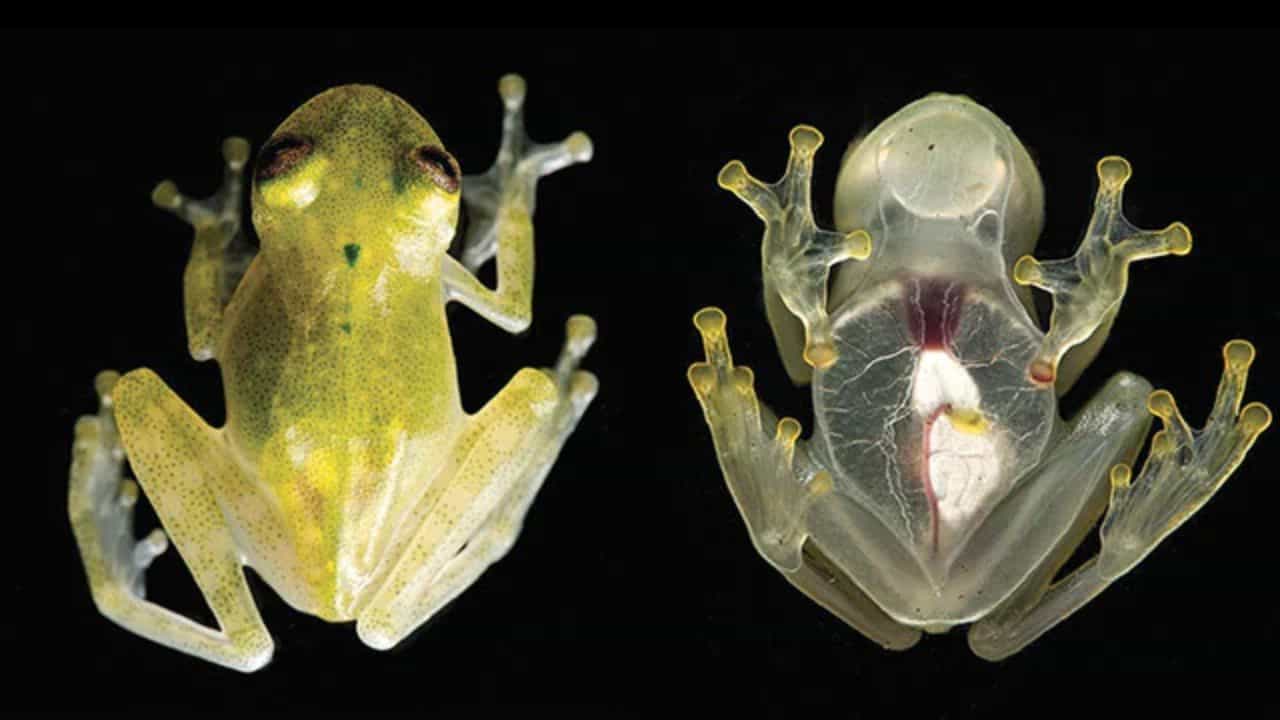 Glass Frog: ಜೀವಂತ ಗ್ಲಾಸ್ ಕಪ್ಪೆಗಳು, ಇದು ಹೇಗೆ ಪಾರದರ್ಶಕವಾಗಿದೆ ಎಂದು ಬಹಿರಂಗಪಡಿಸಿದ ವಿಜ್ಞಾನಿಗಳು Glass Frog: ಜೀವಂತ ಗ್ಲಾಸ್ ಕಪ್ಪೆಗಳು, ಇದು ಹೇಗೆ ಪಾರದರ್ಶಕವಾಗಿದೆ ಎಂದು ಬಹಿರಂಗಪಡಿಸಿದ ವಿಜ್ಞಾನಿಗಳು