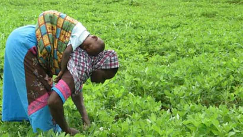 Farmers Day 2022: ಮಾಜಿ ಪ್ರಧಾನಿ ಚರಣ್ ಸಿಂಗ್ ಜನ್ಮದಿನದಂದೇ ರೈತರ ದಿನಾಚರಣೆ ಯಾಕೆ? ಇಲ್ಲಿದೆ ಮಾಹಿತಿ
