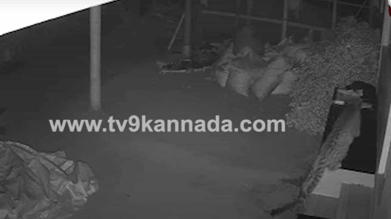 ಮನೆ ಮುಂದೆ ಕಟ್ಟಿದ್ದ ನಾಯಿಯ ಮೇಲೆ ಚಿರತೆ ಆಕ್ರಮಣ, ನಾಯಿ ಬೊಗಳತೊಡಗಿದಾಗ ಪಲಾಯನ ಮನೆ ಮುಂದೆ ಕಟ್ಟಿದ್ದ ನಾಯಿಯ ಮೇಲೆ ಚಿರತೆ ಆಕ್ರಮಣ, ನಾಯಿ ಬೊಗಳತೊಡಗಿದಾಗ ಪಲಾಯನ