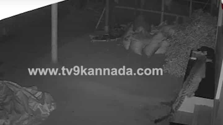 ಮನೆ ಮುಂದೆ ಕಟ್ಟಿದ್ದ ನಾಯಿಯ ಮೇಲೆ ಚಿರತೆ ಆಕ್ರಮಣ, ನಾಯಿ ಬೊಗಳತೊಡಗಿದಾಗ ಪಲಾಯನ ಮನೆ ಮುಂದೆ ಕಟ್ಟಿದ್ದ ನಾಯಿಯ ಮೇಲೆ ಚಿರತೆ ಆಕ್ರಮಣ, ನಾಯಿ ಬೊಗಳತೊಡಗಿದಾಗ ಪಲಾಯನ