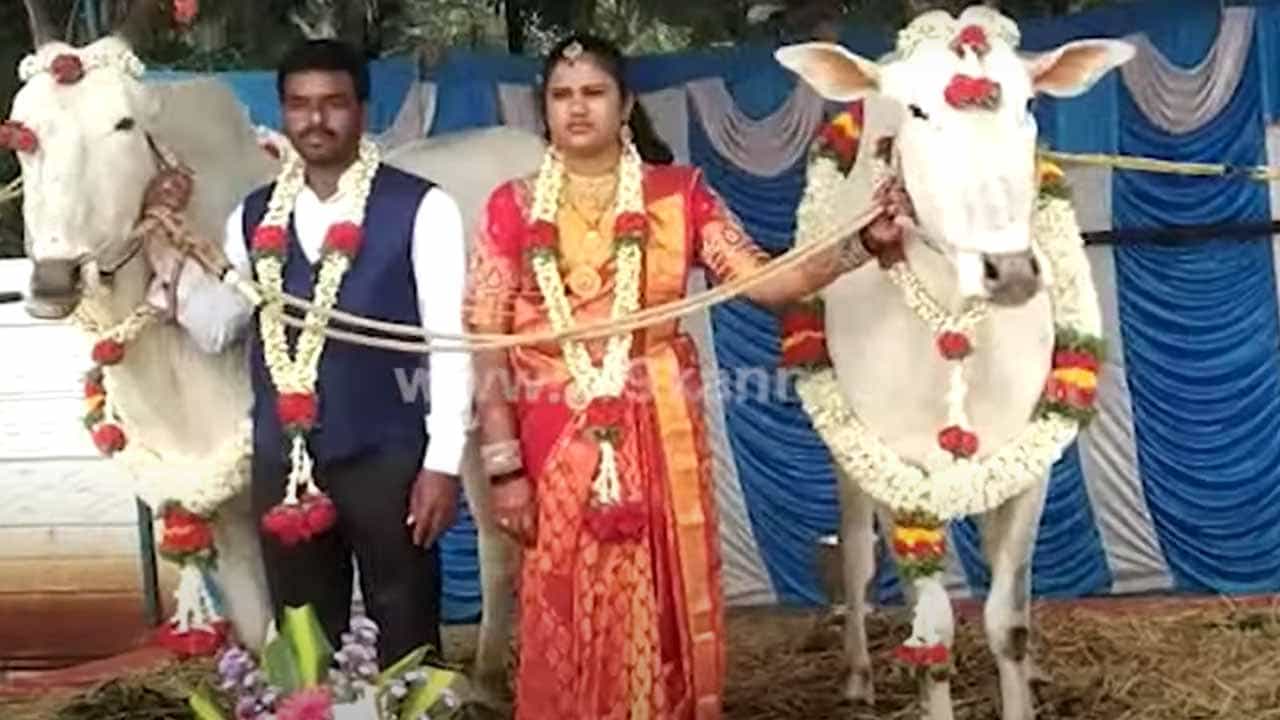 ಚಾಮರಾಜನಗರ: ತಮ್ಮ ನೆಚ್ಚಿನ ಹಳ್ಳಿಕಾರ್ ಹೋರಿಗಳ ಸಮ್ಮುಖದಲ್ಲಿ ಸಪ್ತಪದಿ ತುಳಿದ ಯುವ ಜೋಡಿ ಚಾಮರಾಜನಗರ: ತಮ್ಮ ನೆಚ್ಚಿನ ಹಳ್ಳಿಕಾರ್ ಹೋರಿಗಳ ಸಮ್ಮುಖದಲ್ಲಿ ಸಪ್ತಪದಿ ತುಳಿದ ಯುವ ಜೋಡಿ