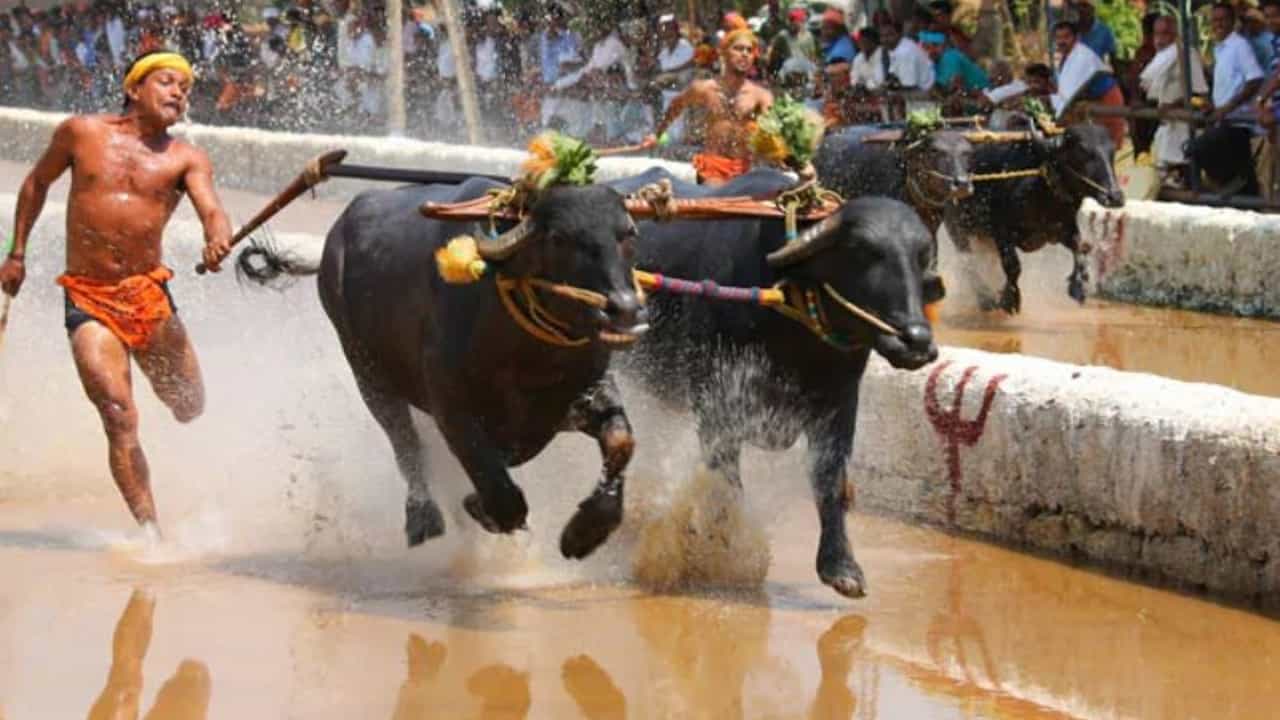 Mangalore Kambala: ಕರಾವಳಿಯ ಜನಪದ ಕ್ರೀಡೆ ಕಂಬಳದ ಮೇಲೆ ಮತ್ತೆ ನಿಷೇಧದ ತೂಗುಗತ್ತಿ? Mangalore Kambala: ಕರಾವಳಿಯ ಜನಪದ ಕ್ರೀಡೆ ಕಂಬಳದ ಮೇಲೆ ಮತ್ತೆ ನಿಷೇಧದ ತೂಗುಗತ್ತಿ?