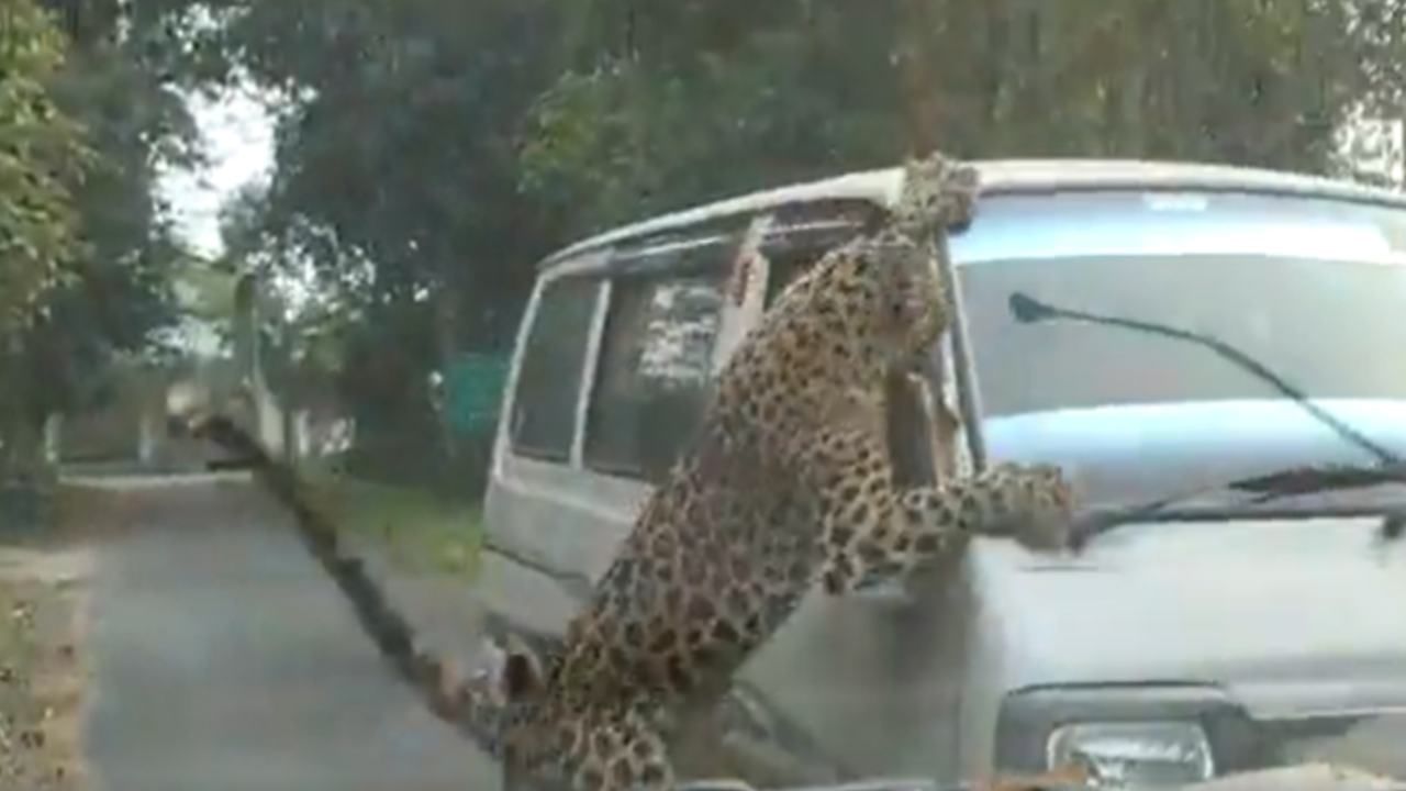 Leopard Attack: ವಾಹನದ ಮೇಲೆ ಏಕಾಏಕಿ ಚಿರತೆ ದಾಳಿ: ಅದೃಷ್ಟವಶಾತ್​ ಪಾರಾದ ಚಾಲಕ