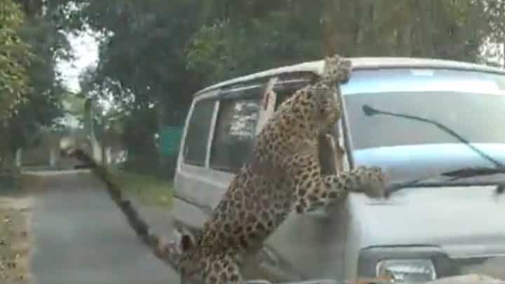Leopard Attack: ವಾಹನದ ಮೇಲೆ ಏಕಾಏಕಿ ಚಿರತೆ ದಾಳಿ: ಅದೃಷ್ಟವಶಾತ್ ಪಾರಾದ ಚಾಲಕ Leopard Attack: ವಾಹನದ ಮೇಲೆ ಏಕಾಏಕಿ ಚಿರತೆ ದಾಳಿ: ಅದೃಷ್ಟವಶಾತ್ ಪಾರಾದ ಚಾಲಕ