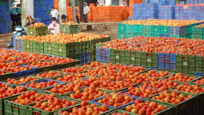 Tomato Price: ಉತ್ತಮ ಇಳುವರಿಯನ್ನು ಕಂಡರೂ ಸಿಗದ ಸೂಕ್ತ ಬೆಲೆ; ಸಂಕಷ್ಟಕ್ಕೆ ಸಿಲುಕಿದ ಟೊಮೆಟೊ ಬೆಳೆಗಾರರು Tomato Price: ಉತ್ತಮ ಇಳುವರಿಯನ್ನು ಕಂಡರೂ ಸಿಗದ ಸೂಕ್ತ ಬೆಲೆ; ಸಂಕಷ್ಟಕ್ಕೆ ಸಿಲುಕಿದ ಟೊಮೆಟೊ ಬೆಳೆಗಾರರು