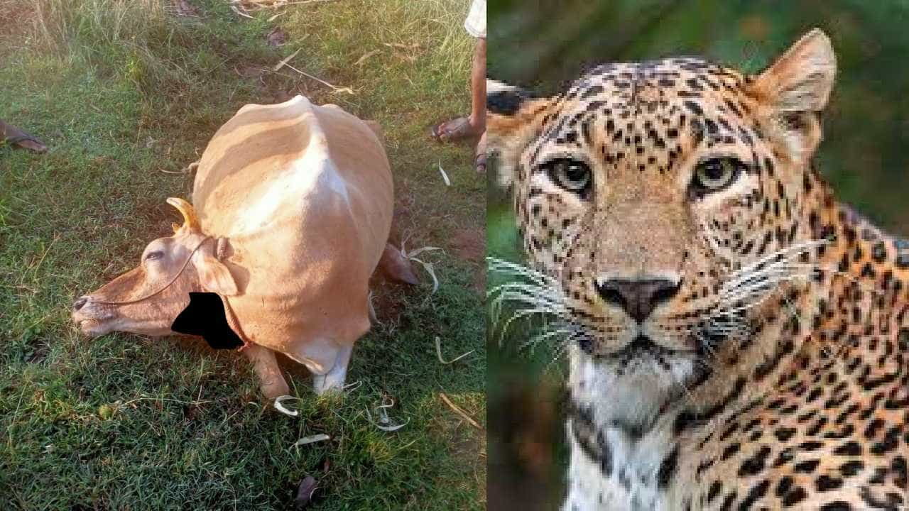 ಪಿರಿಯಾಪಟ್ಟಣ ತಾಲೂಕಿನಲ್ಲಿ ಚಿರತೆಗೆ ಹಸು ಬಲಿ, ಚಿರತೆ ಸೆರೆಗೆ ಗ್ರಾಮಸ್ಥರ ಆಗ್ರಹ ಪಿರಿಯಾಪಟ್ಟಣ ತಾಲೂಕಿನಲ್ಲಿ ಚಿರತೆಗೆ ಹಸು ಬಲಿ, ಚಿರತೆ ಸೆರೆಗೆ ಗ್ರಾಮಸ್ಥರ ಆಗ್ರಹ