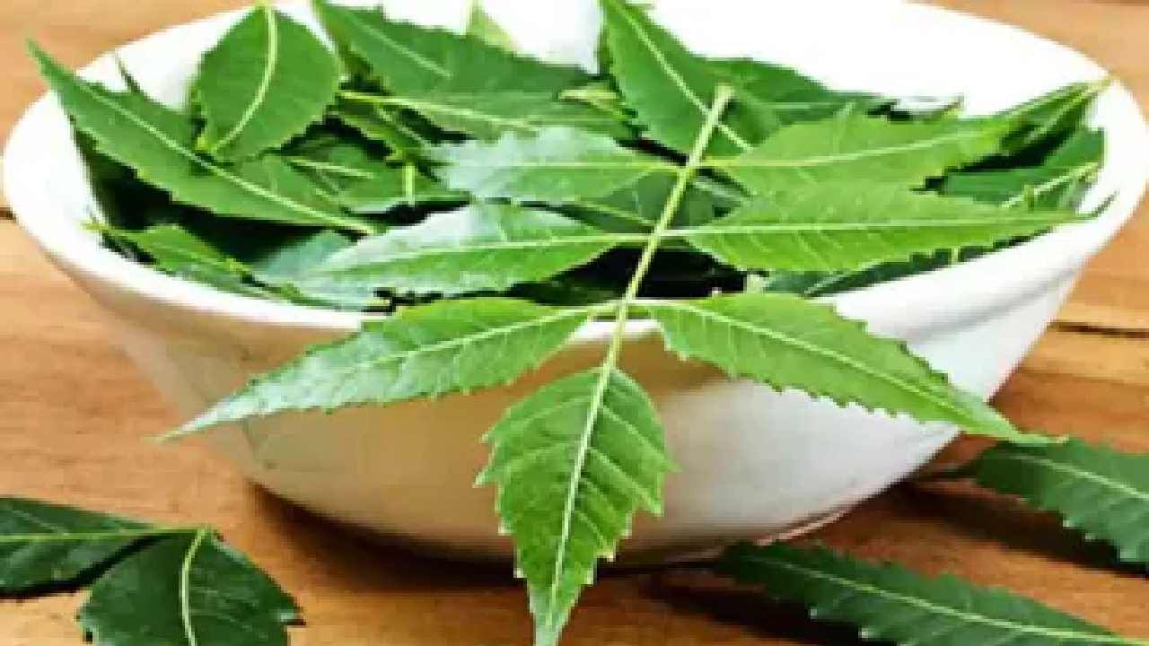 Neem Leave Benefits: ಪ್ರತಿ ದಿನ 6 ಎಸಳು ಕಹಿಬೇವಿನ ಎಲೆ ತಿನ್ನಿ ಒಂದಕ್ಕಿಂತ ಅಧಿಕ ಪ್ರಯೋಜನಗಳ ಪಡೆಯಿರಿ