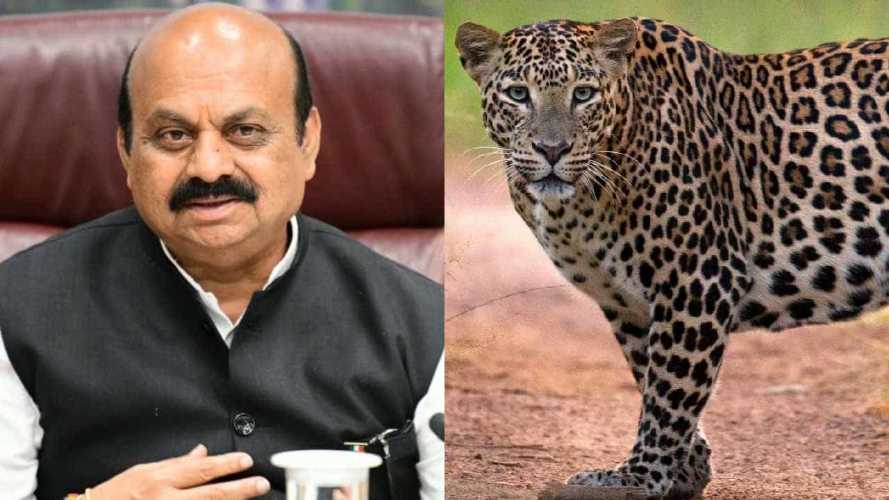 ಚಿರತೆ ದಾಳಿಯಿಂದ ಮೃತಪಟ್ಟವರ ಕುಟುಂಬಕ್ಕೆ ತಲಾ 15 ಲಕ್ಷ ಪರಿಹಾರ ಘೋಷಿಸಿದ ಸಿಎಂ ಬೊಮ್ಮಾಯಿ ಚಿರತೆ ದಾಳಿಯಿಂದ ಮೃತಪಟ್ಟವರ ಕುಟುಂಬಕ್ಕೆ ತಲಾ 15 ಲಕ್ಷ ಪರಿಹಾರ ಘೋಷಿಸಿದ ಸಿಎಂ ಬೊಮ್ಮಾಯಿ
