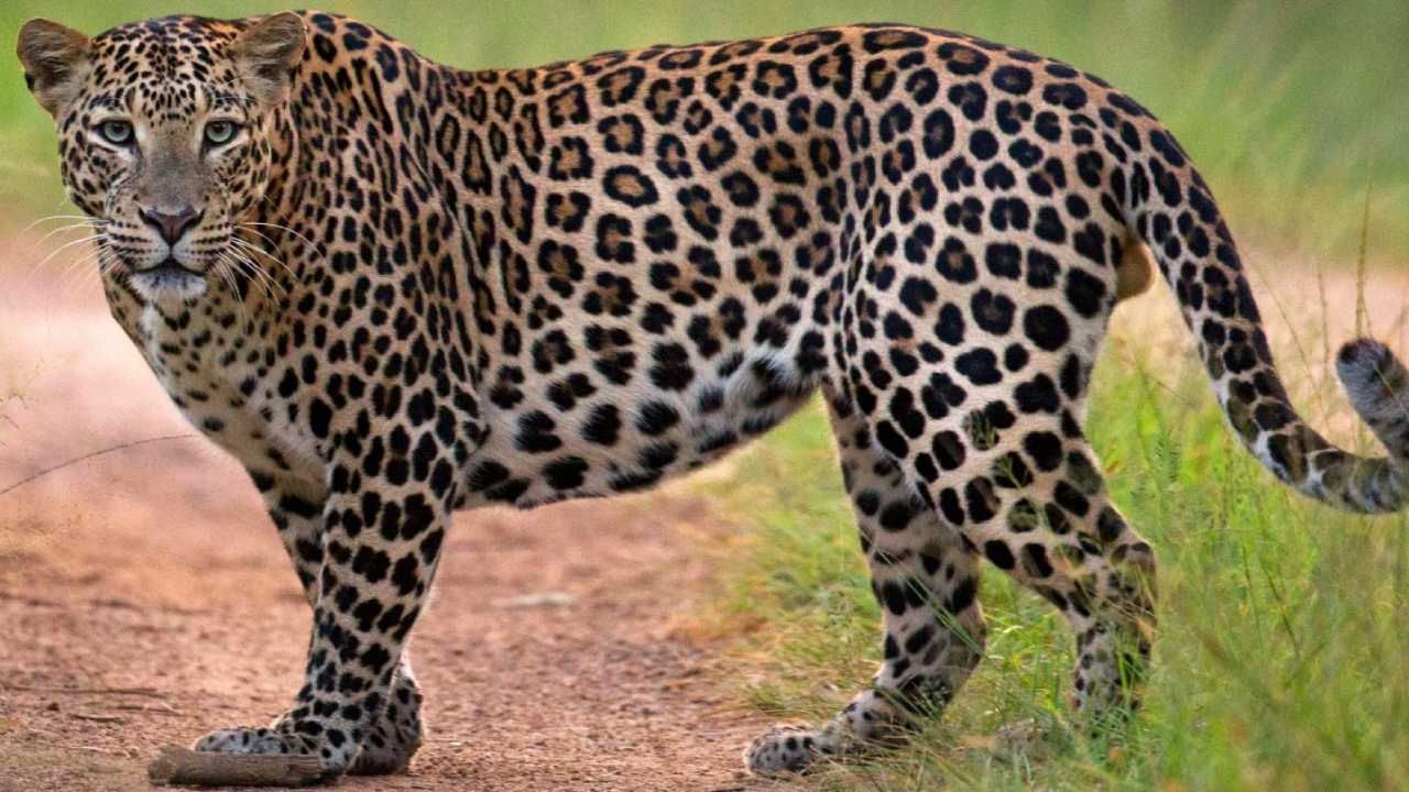 ಚಿರತೆ ಭೀತಿ: ದೊಣ್ಣೆ ಹಿಡಿದುಕೊಂಡು ಬೆಳೆ ಕಟಾವು ಮಾಡುತ್ತಿರುವ ಗಂಡ-ಹೆಂಡತಿ