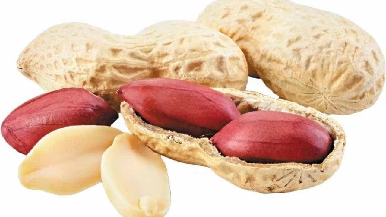 Peanuts Side Effects: ಚಳಿಗಾಲದಲ್ಲಿ ಕಡಲೆಕಾಯಿ ತಿಂದ್ರೆ ಏನಾಗುತ್ತೆ ಗೊತ್ತಾ? ಇಲ್ಲಿದೆ ಉಪಯುಕ್ತ ಮಾಹಿತಿ Peanuts Side Effects: ಚಳಿಗಾಲದಲ್ಲಿ ಕಡಲೆಕಾಯಿ ತಿಂದ್ರೆ ಏನಾಗುತ್ತೆ ಗೊತ್ತಾ? ಇಲ್ಲಿದೆ ಉಪಯುಕ್ತ ಮಾಹಿತಿ