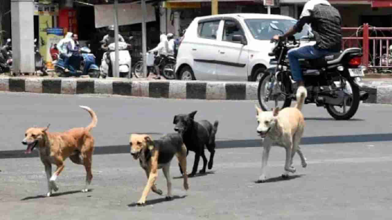 ಬೀದಿನಾಯಿಗಳ ಅಟ್ಟಹಾಸಕ್ಕೆ ನಲುಗಿದ ಬಳ್ಳಾರಿ ಜನರು, ಗಣಿನಾಡಿನ ಆಸ್ಪತ್ರೆಯಲ್ಲೂ ಸಿಗತ್ತಿಲ್ಲ ಚುಚ್ಚುಮದ್ದು!