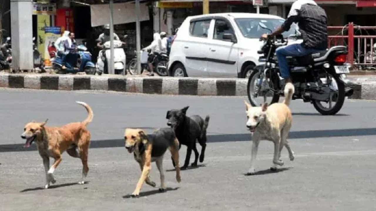 ಬೀದಿನಾಯಿಗಳ ಅಟ್ಟಹಾಸಕ್ಕೆ ನಲುಗಿದ ಬಳ್ಳಾರಿ ಜನರು, ಗಣಿನಾಡಿನ ಆಸ್ಪತ್ರೆಯಲ್ಲೂ ಸಿಗತ್ತಿಲ್ಲ ಚುಚ್ಚುಮದ್ದು! ಬೀದಿನಾಯಿಗಳ ಅಟ್ಟಹಾಸಕ್ಕೆ ನಲುಗಿದ ಬಳ್ಳಾರಿ ಜನರು, ಗಣಿನಾಡಿನ ಆಸ್ಪತ್ರೆಯಲ್ಲೂ ಸಿಗತ್ತಿಲ್ಲ ಚುಚ್ಚುಮದ್ದು!