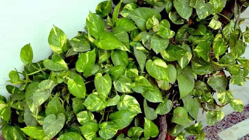 Air Purifying Plant: ಏರ್ ಪ್ಯೂರಿಫೈಯರ್ ಯಾಕೆ?, ಈ ಸಸ್ಯಗಳನ್ನು ಮನೆಯೊಳಗೆ ಇಟ್ಟರೆ ಸಾಕು