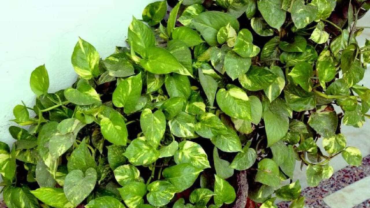 Air Purifying Plant: ಏರ್ ಪ್ಯೂರಿಫೈಯರ್ ಯಾಕೆ?, ಈ ಸಸ್ಯಗಳನ್ನು ಮನೆಯೊಳಗೆ ಇಟ್ಟರೆ ಸಾಕು Air Purifying Plant: ಏರ್ ಪ್ಯೂರಿಫೈಯರ್ ಯಾಕೆ?, ಈ ಸಸ್ಯಗಳನ್ನು ಮನೆಯೊಳಗೆ ಇಟ್ಟರೆ ಸಾಕು