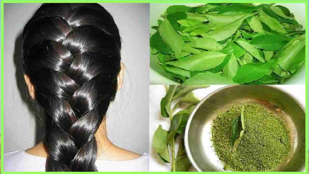 Curry Leaves: ದಟ್ಟ ತಲೆಕೂದಲು ನಿಮ್ಮದಾಗಬೇಕೆ? ಹಾಗಾದರೆ ಕರಿಬೇವಿನ ಎಲೆಯನ್ನು ಈ ರೀತಿ ಕೂದಲಿಗೆ ಹಚ್ಚಿ