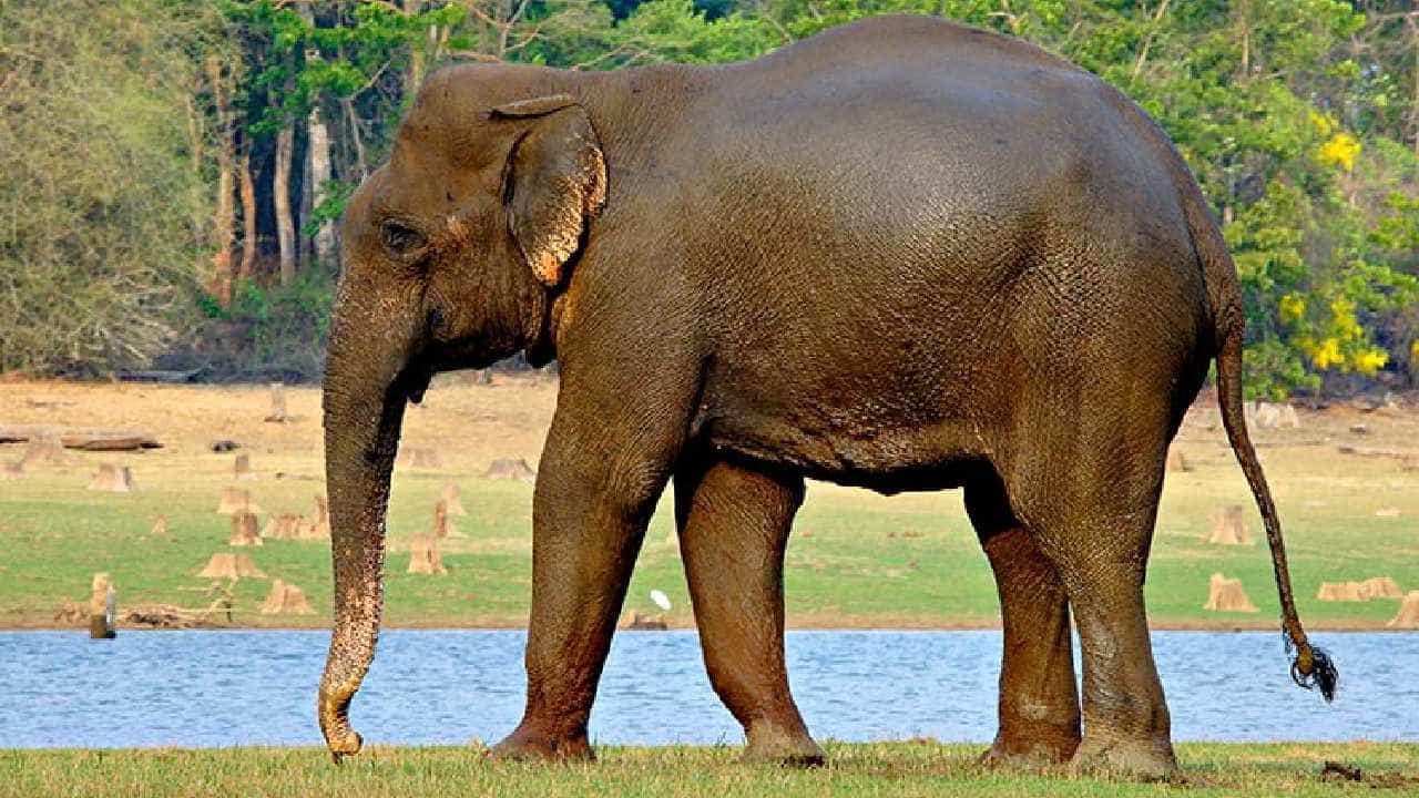 ರಾಜ್ಯಸಭೆಯಲ್ಲಿ ವನ್ಯಜೀವಿ (ರಕ್ಷಣೆ) ತಿದ್ದುಪಡಿ ಮಸೂದೆ ಅಂಗೀಕಾರ ರಾಜ್ಯಸಭೆಯಲ್ಲಿ ವನ್ಯಜೀವಿ (ರಕ್ಷಣೆ) ತಿದ್ದುಪಡಿ ಮಸೂದೆ ಅಂಗೀಕಾರ