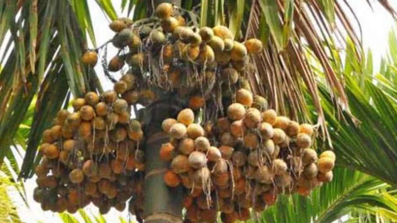 Organic Arecanut: ಸಾವಯವ ಅಡಿಕೆ ಎಂದರೇನು? ಗರಿಷ್ಠ, ಕನಿಷ್ಠ ಬೆಲೆ ಕುರಿತ ಮಾಹಿತಿ ಇಲ್ಲಿದೆ