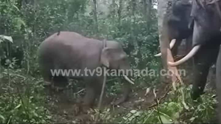 ಚಿಕ್ಕಮಗಳೂರು ಜಿಲ್ಲೆಯಲ್ಲಿ ಕೊನೆಗೂ ಸೆರೆ ಸಿಕ್ಕ ಪುಂಡಾನೆ ಭೈರ; ನಿಟ್ಟುಸಿರು ಬಿಟ್ಟ ಜನರು ಚಿಕ್ಕಮಗಳೂರು ಜಿಲ್ಲೆಯಲ್ಲಿ ಕೊನೆಗೂ ಸೆರೆ ಸಿಕ್ಕ ಪುಂಡಾನೆ ಭೈರ; ನಿಟ್ಟುಸಿರು ಬಿಟ್ಟ ಜನರು