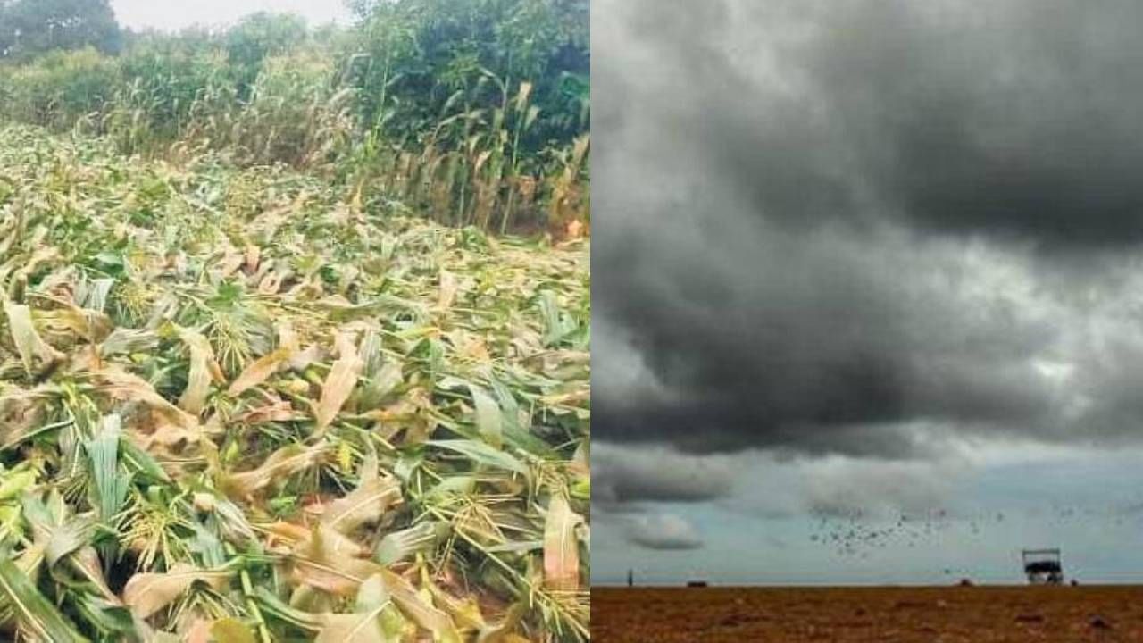 ಮ್ಯಾಂಡಾಸ್​ ಚಂಡಮಾರುತದ ಅಬ್ಬರಕ್ಕೆ ಕಂಗಾಲಾದ ರಾಜ್ಯದ ರೈತರು