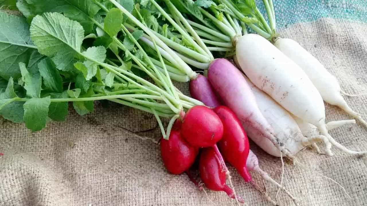 Radish Benefits: ಮೂಲಂಗಿ ತಿನ್ನುವುದರಿಂದ ಆರೋಗ್ಯಕ್ಕಾಗುವ 10 ಪ್ರಯೋಜನಗಳು ಇಲ್ಲಿವೆ Radish Benefits: ಮೂಲಂಗಿ ತಿನ್ನುವುದರಿಂದ ಆರೋಗ್ಯಕ್ಕಾಗುವ 10 ಪ್ರಯೋಜನಗಳು ಇಲ್ಲಿವೆ