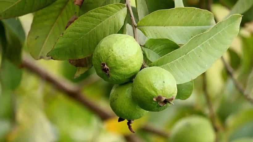 Treatment For Bad Breath: ಪೇರಳೆ ಎಲೆಗಳನ್ನು ಈ ರೀತಿ ಬಳಸಿ, ಬಾಯಿಯ ದುರ್ವಾಸನೆ ದೂರವಾಗಿಸಿ