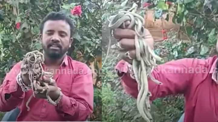 ನೆಲಮಂಗಲ: ಮೊಟ್ಟೆ ಒಡೆದು ಹೊರಬಂದ 11 ಹಾವಿನ ಮರಿಗಳು ನೆಲಮಂಗಲ: ಮೊಟ್ಟೆ ಒಡೆದು ಹೊರಬಂದ 11 ಹಾವಿನ ಮರಿಗಳು