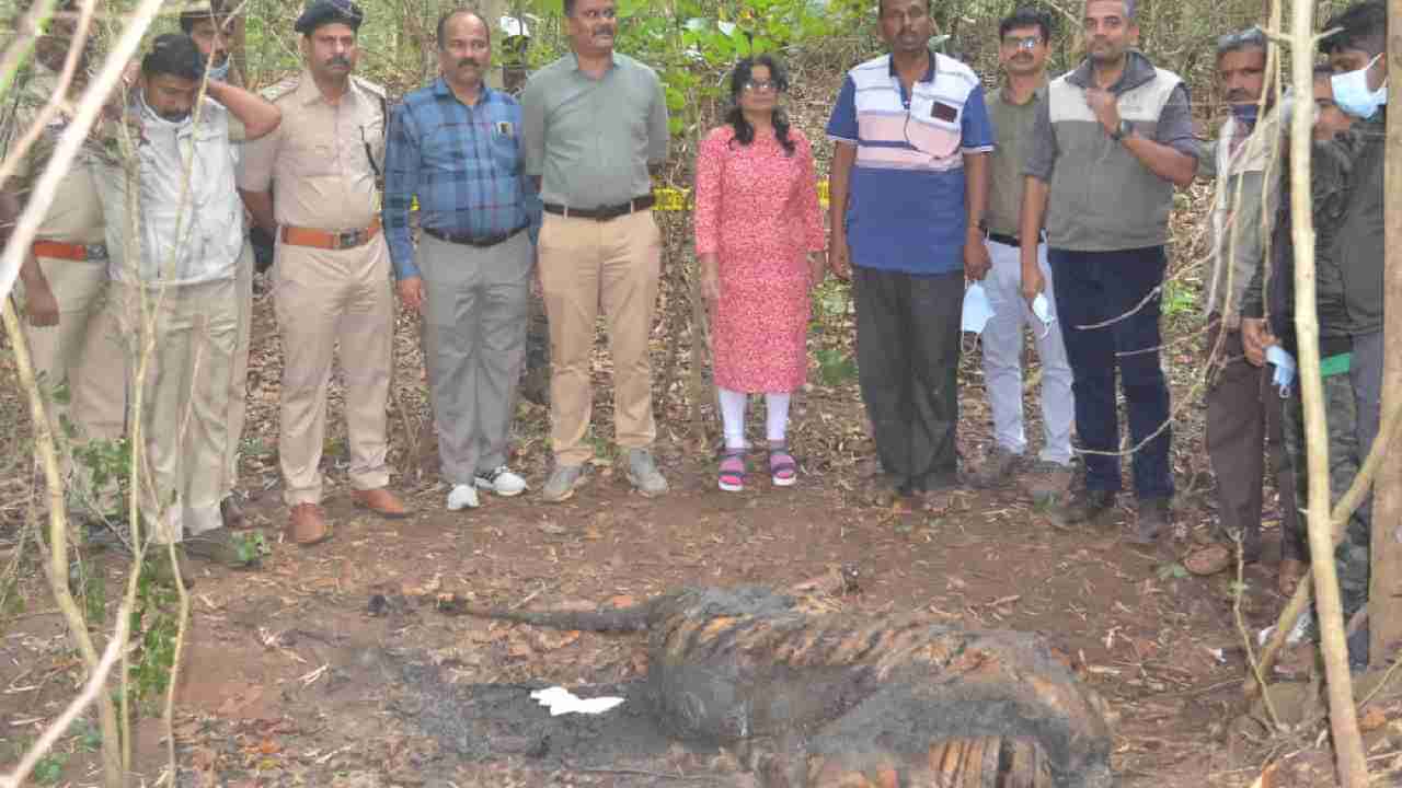 ಕಾಳಿ ಹುಲಿ ಸಂರಕ್ಷಿತ ಪ್ರದೇಶದಲ್ಲಿ ಕೊಳೆತ ಸ್ಥಿತಿಯಲ್ಲಿ ಹುಲಿ ದೇಹ ಪತ್ತೆ: ತಲೆ, ಉಗುರು ಕದ್ದೊಯ್ದ ಖದೀಮರು