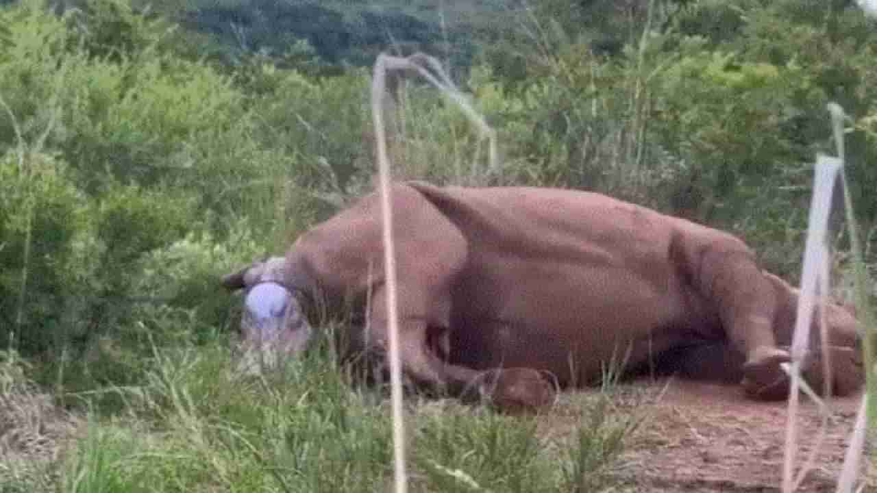 Viral Video: ಘೇಂಡಾಮೃಗವು ಮಗುವಿಗೆ ಜನ್ಮ ನೀಡುವ ಅಪರೂಪದ ವೀಡಿಯೋ ವೈರಲ್