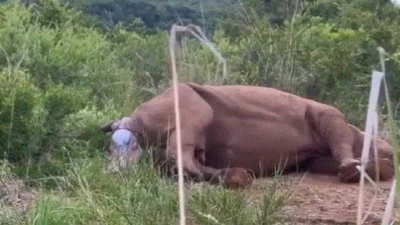 Viral Video: ಘೇಂಡಾಮೃಗವು ಮಗುವಿಗೆ ಜನ್ಮ ನೀಡುವ ಅಪರೂಪದ ವೀಡಿಯೋ ವೈರಲ್ Viral Video: ಘೇಂಡಾಮೃಗವು ಮಗುವಿಗೆ ಜನ್ಮ ನೀಡುವ ಅಪರೂಪದ ವೀಡಿಯೋ ವೈರಲ್