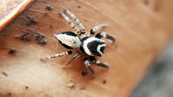 Jumping Spider Arkavati: ನಂದಿ ಬೆಟ್ಟದ ತಪ್ಪಲಿನಲ್ಲಿ ಹೊಸ ಜೇಡ ಪ್ರಭೇದ ಪತ್ತೆ ‘ಅರ್ಕಾವತಿ’ ಎಂದು ನಾಮಕರಣ