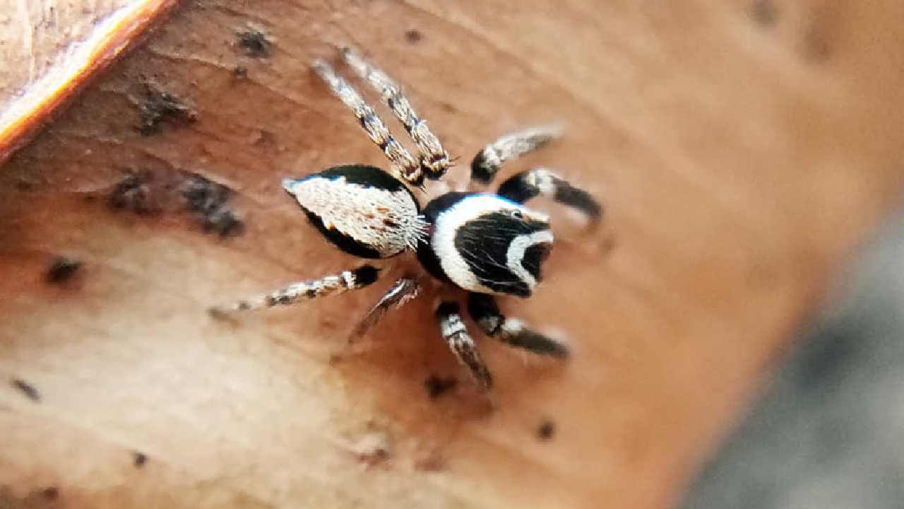 Jumping Spider Arkavati: ನಂದಿ ಬೆಟ್ಟದ ತಪ್ಪಲಿನಲ್ಲಿ ಹೊಸ ಜೇಡ ಪ್ರಭೇದ ಪತ್ತೆ ‘ಅರ್ಕಾವತಿ’ ಎಂದು ನಾಮಕರಣ