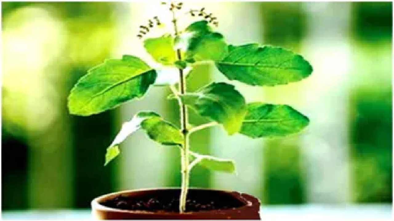 Tulsi Benefits: ಹೃದಯ, ದೇಹ, ಮನಸ್ಸನ್ನು ಜೋಪಾನ ಮಾಡುತ್ತೆ ತುಳಸಿ, ಬಳಕೆ ಹೇಗೆ ತಿಳಿಯಿರಿ