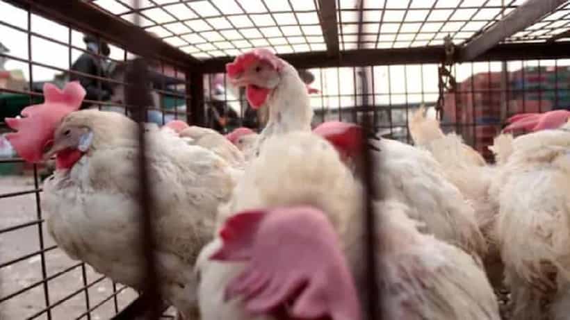 Bird Flu: ಕೇರಳದಲ್ಲಿ ಹೆಚ್ಚಿದ ಹಕ್ಕಿ ಜ್ವರ; ಕೊಟ್ಟಾಯಂನಲ್ಲಿ 6,000ಕ್ಕೂ ಹೆಚ್ಚು ಪಕ್ಷಿಗಳ ಹತ್ಯೆ